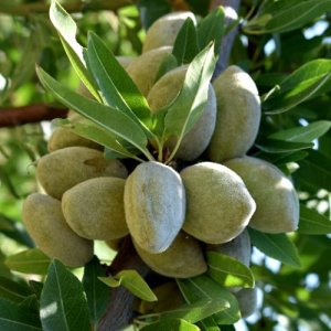 Mandľovník (Prunus dulcis) ´GUARA´  - výška 110-120 cm, obvod kmeňa: 6/8 cm, kont. C10L (-2°C) 